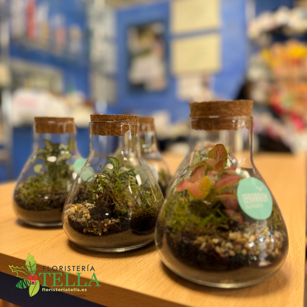 Candelera 2026.015.webp