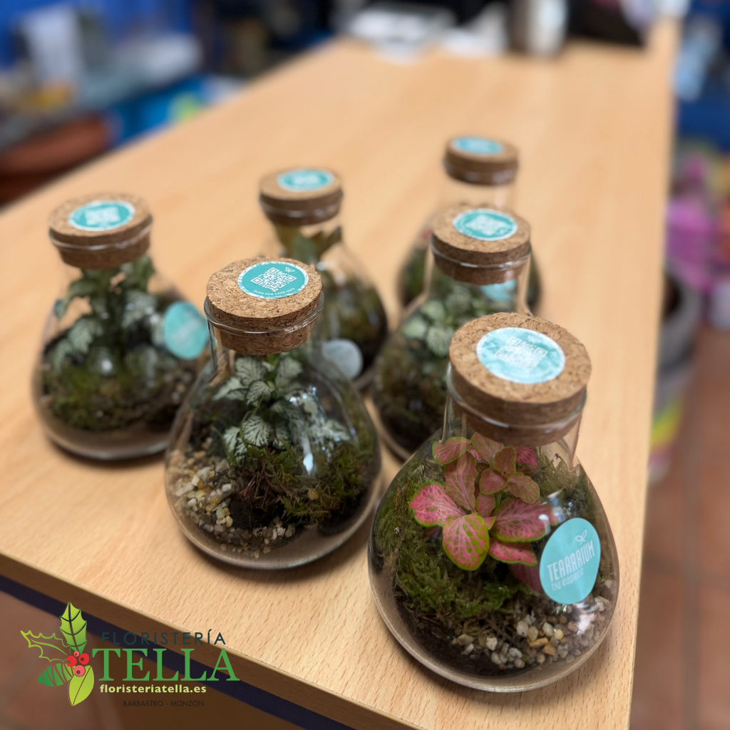 Candelera 2026.016.webp