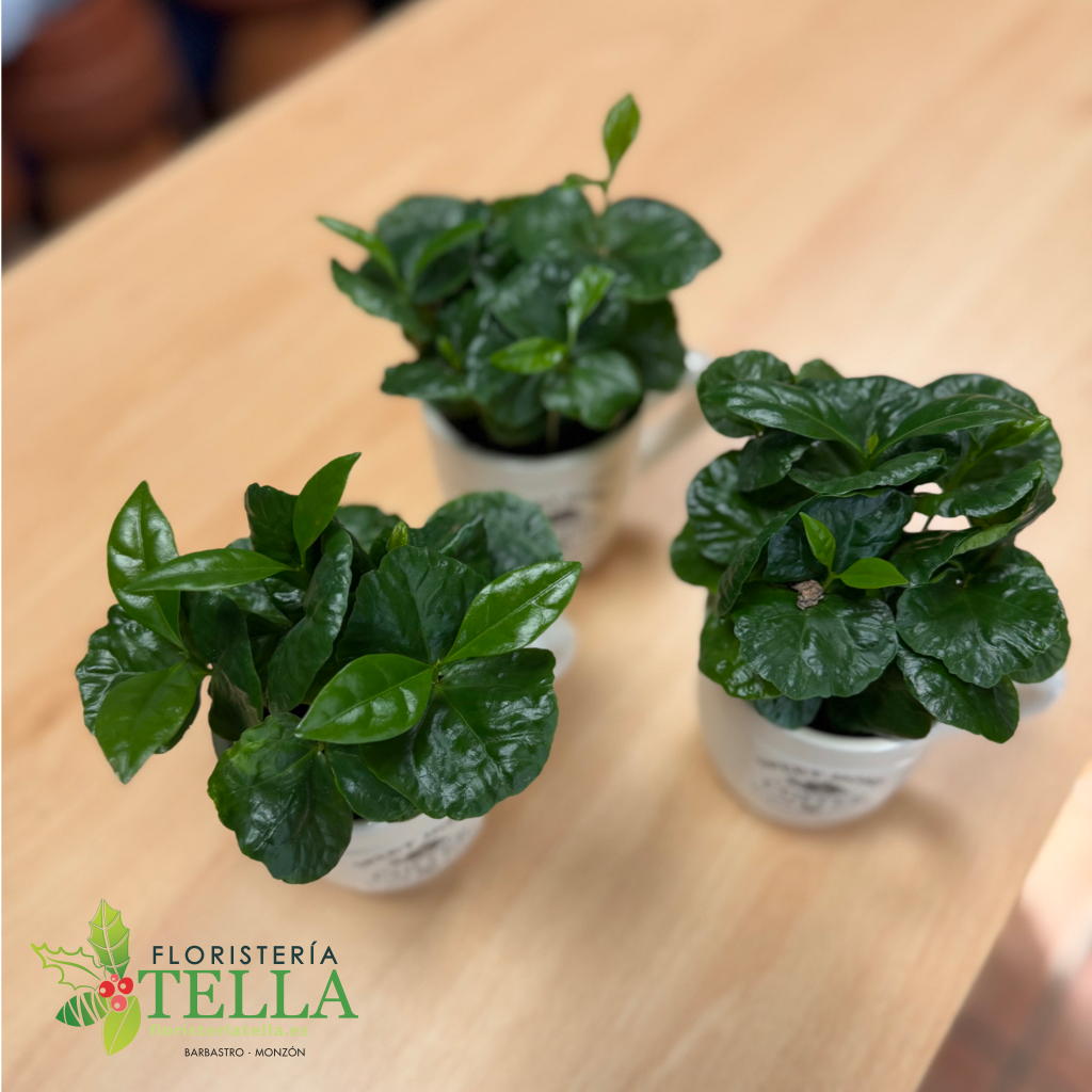 Candelera 2026.002.webp