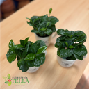 Candelera 2026.002.webp