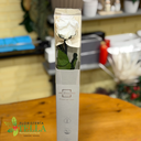 Rosa Preservada.015.webp