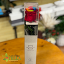 Rosa Preservada.003.webp