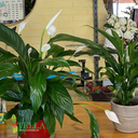 C50AFC75-6844-43DB-9675-081E32FE5C91.webp