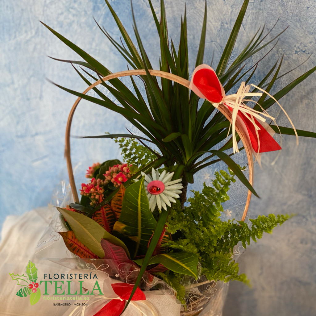 Medium basket with plants