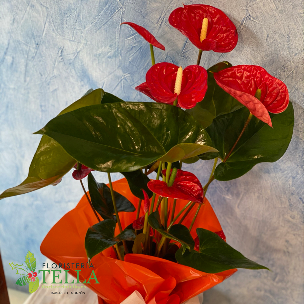 Anthurium Mediano