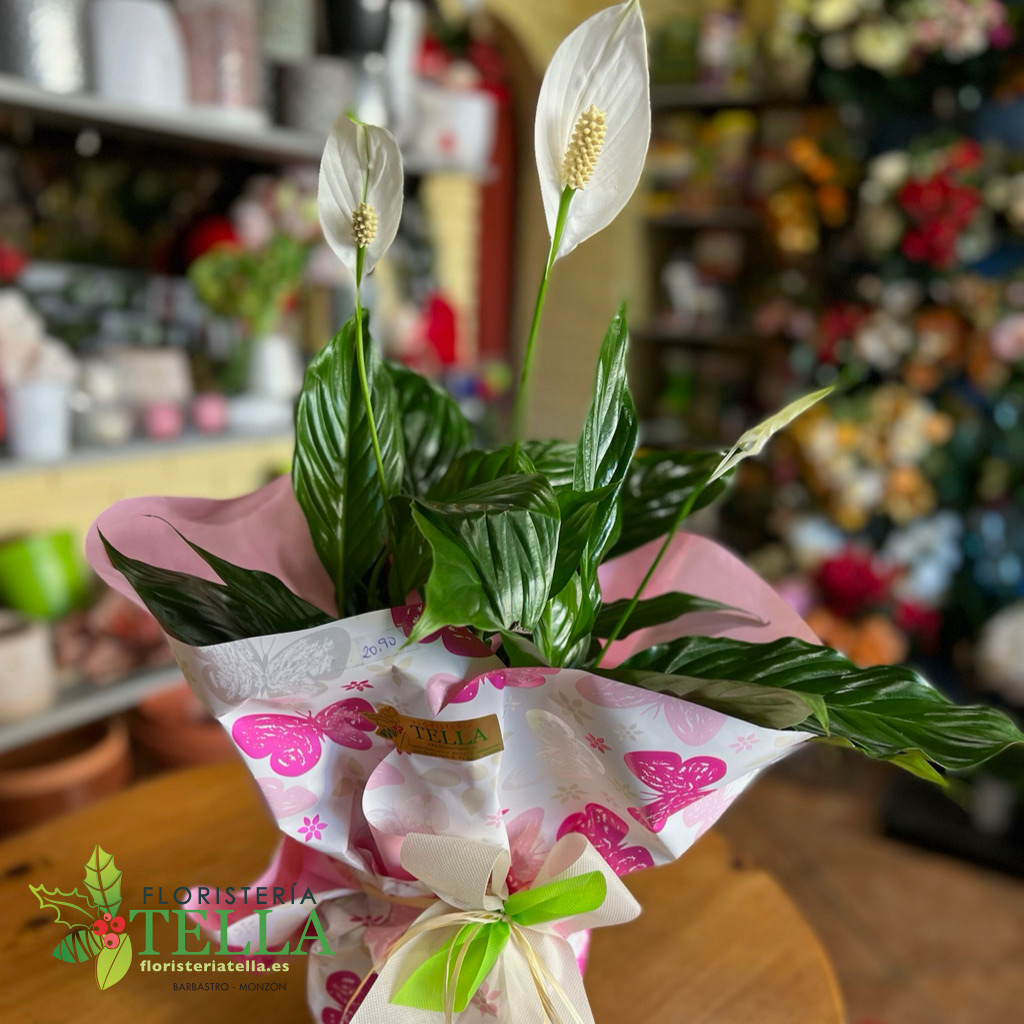 Medium spathiphyllum