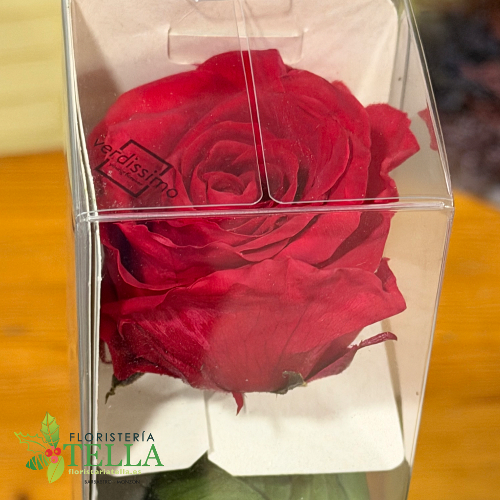 Rosa Roja Preservada