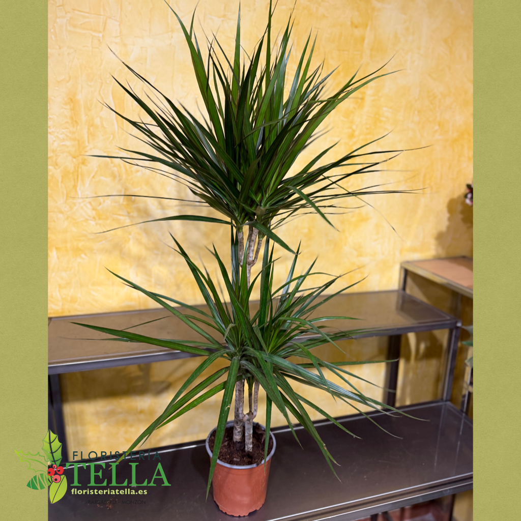 Dracena Marginata 2 alturas