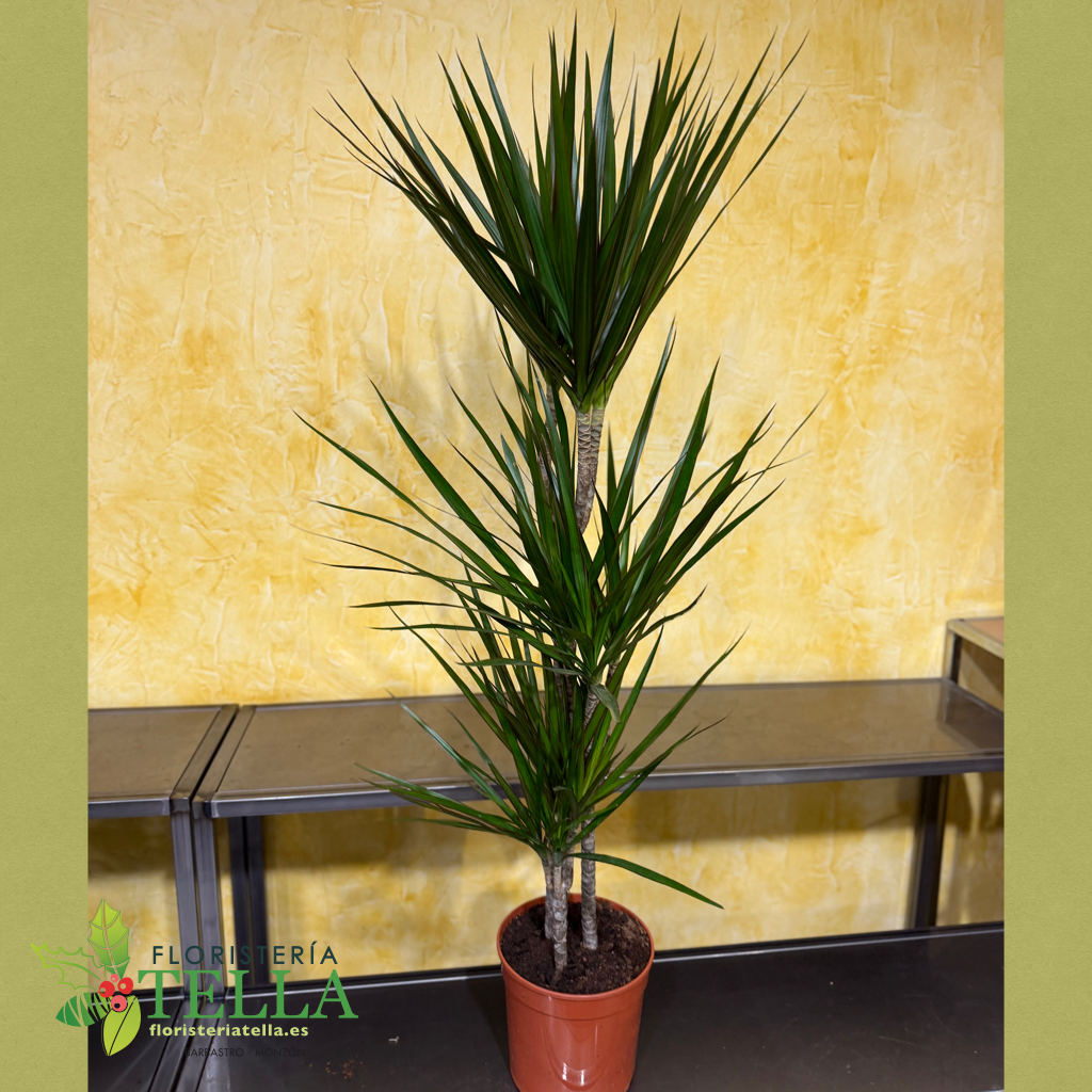 Dracena Marginata 3 alturas