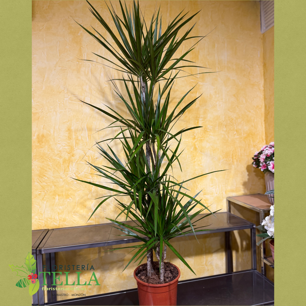 Dracena Marginata 4 altura