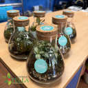 Terrario con Fitonia