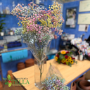 Paniculata de Colores