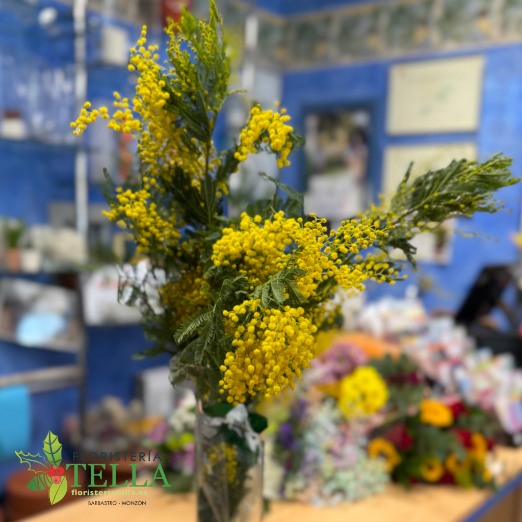 Mimosa