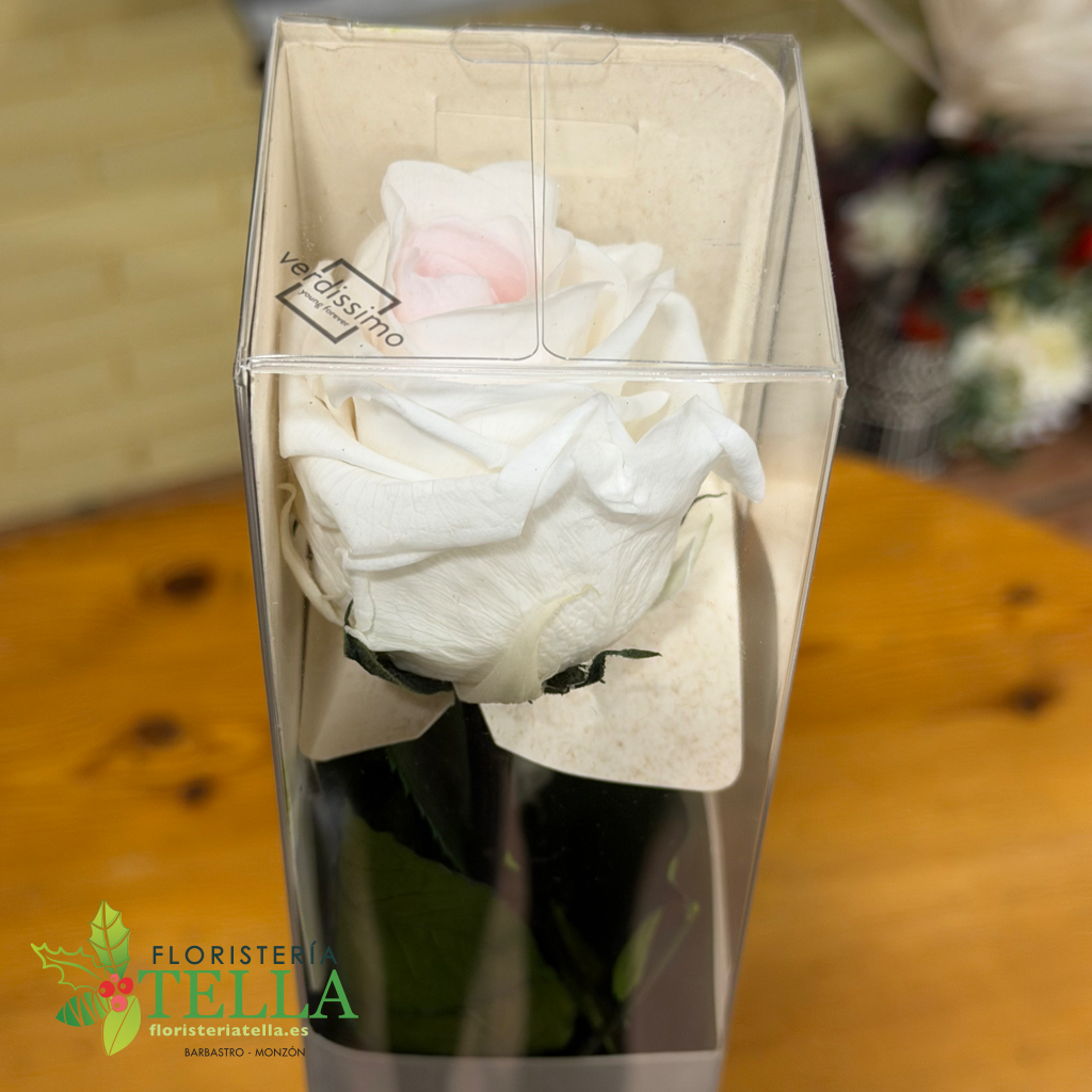 Rosa Blanca Preservada
