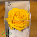Rosa Preservada Amarilla