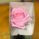 Rosa Preservada Rosa