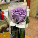 Rosa Lila Preservada