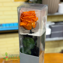 Rosa Naranja Preservada