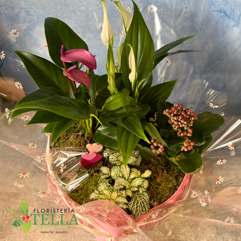 Cerámica Rosa Plantas Interior Día de la Madre