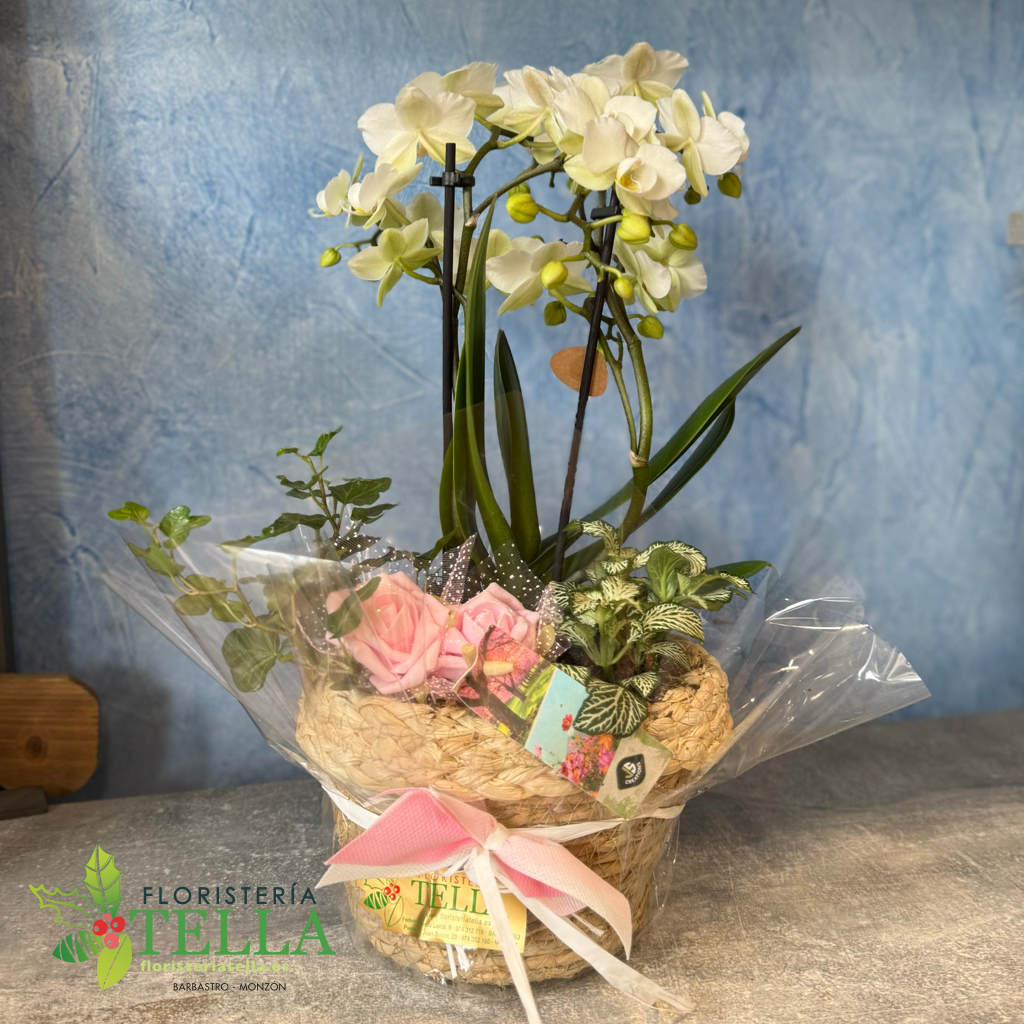 Orquídea blanca mini en canasto de mimbre