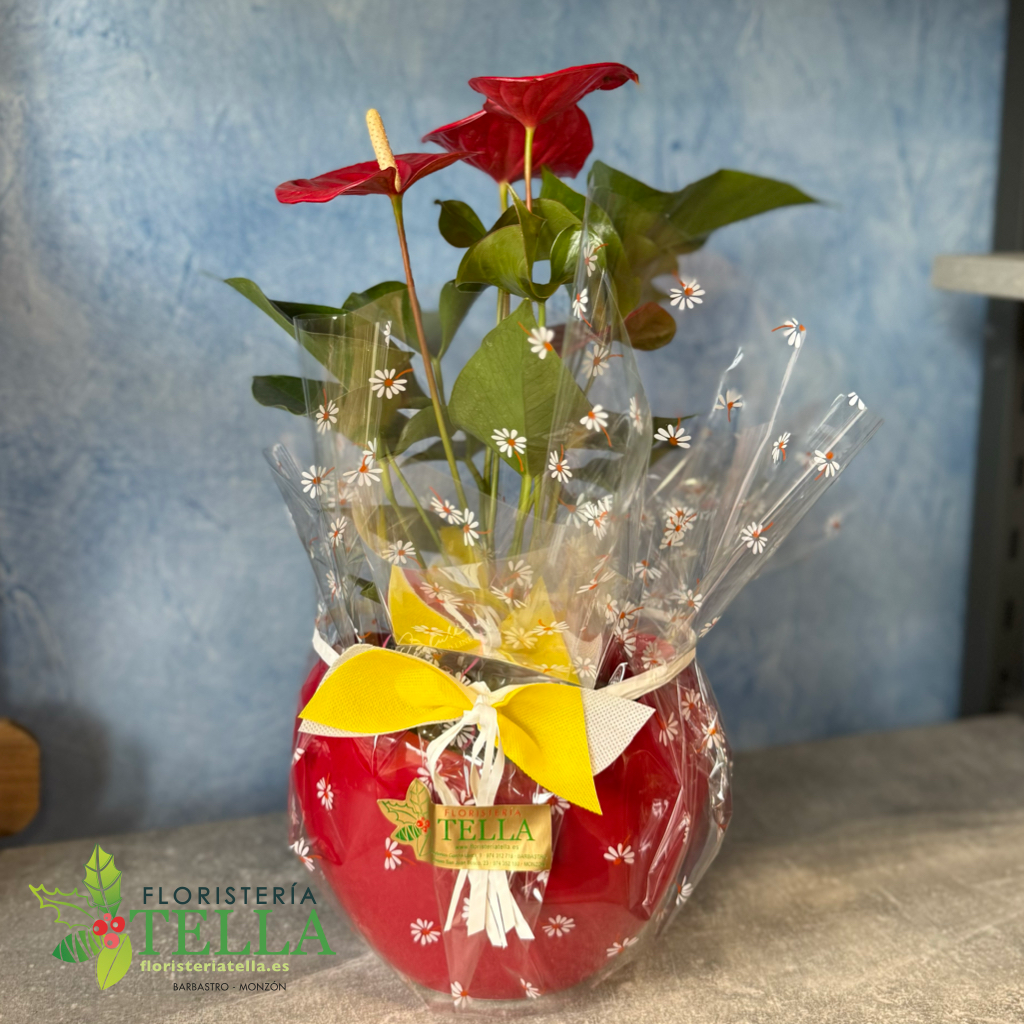 Anthurium Rojo con macetero de cerámica
