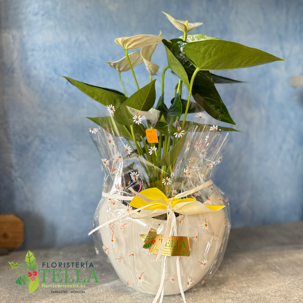 Anthurium Blanco con macetero de cerámica