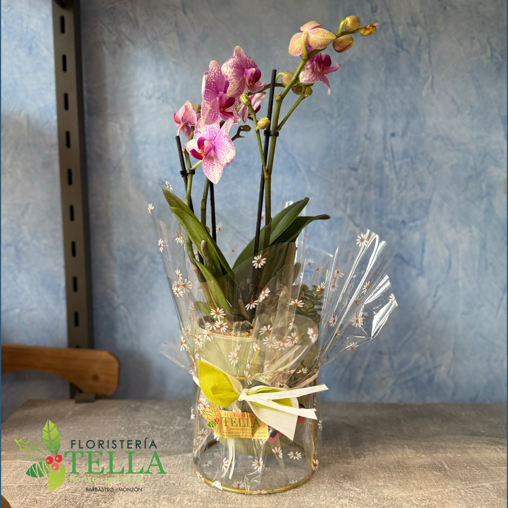 Orquídea mini morada en cerámica moderna