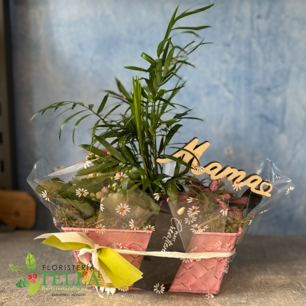 Barquilla Zinc Rosa Kalanchoe y Chamarodea