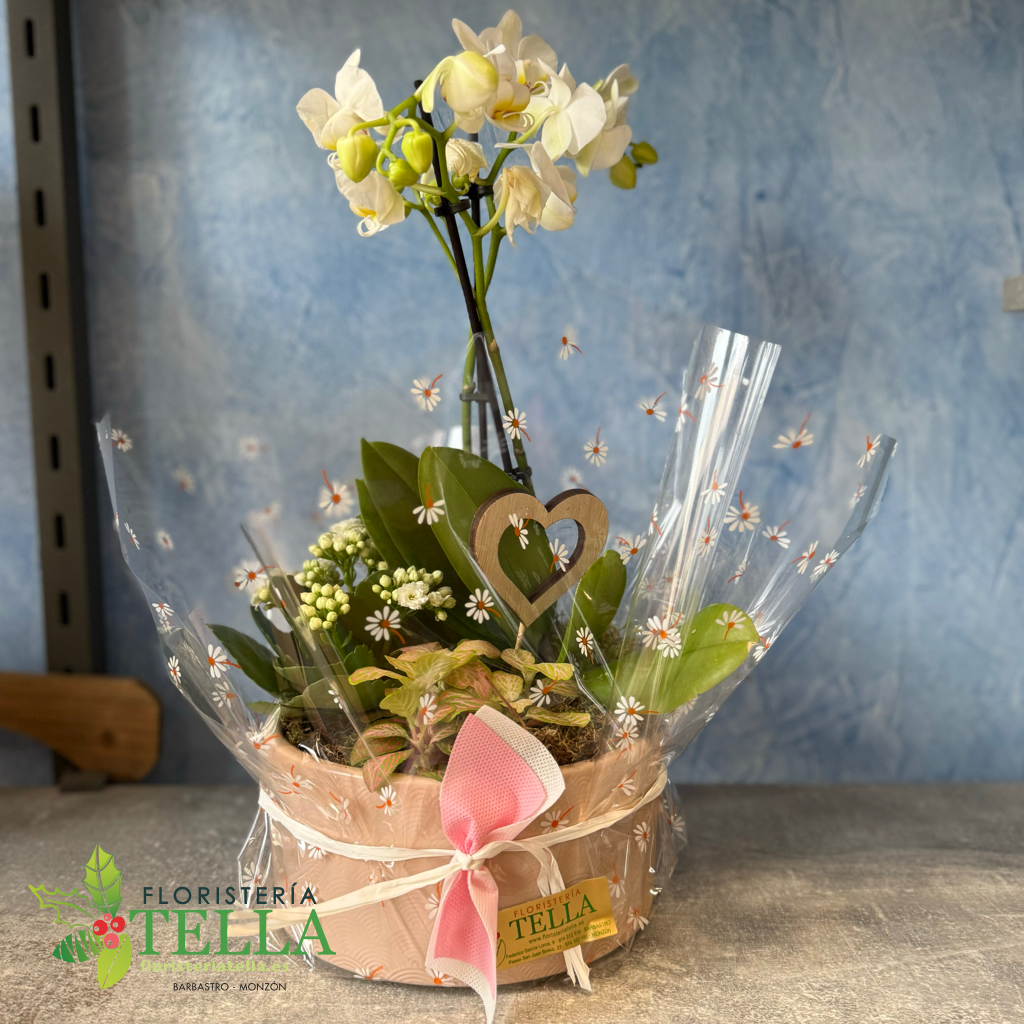 Cerámica con variedades de Interior y Orquídea blanca mini