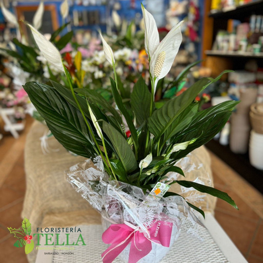Spathiphyllum