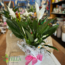 Spathiphyllum